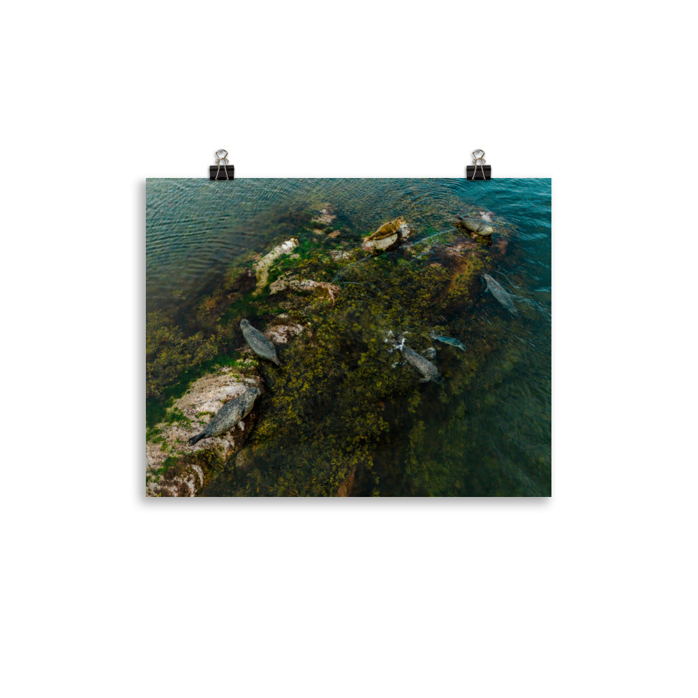 Seals 3