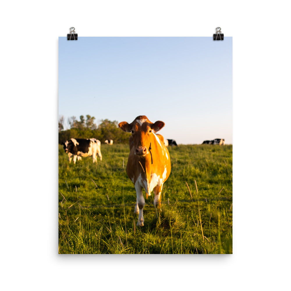 Mooo