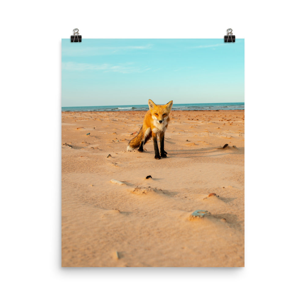BeachFox2