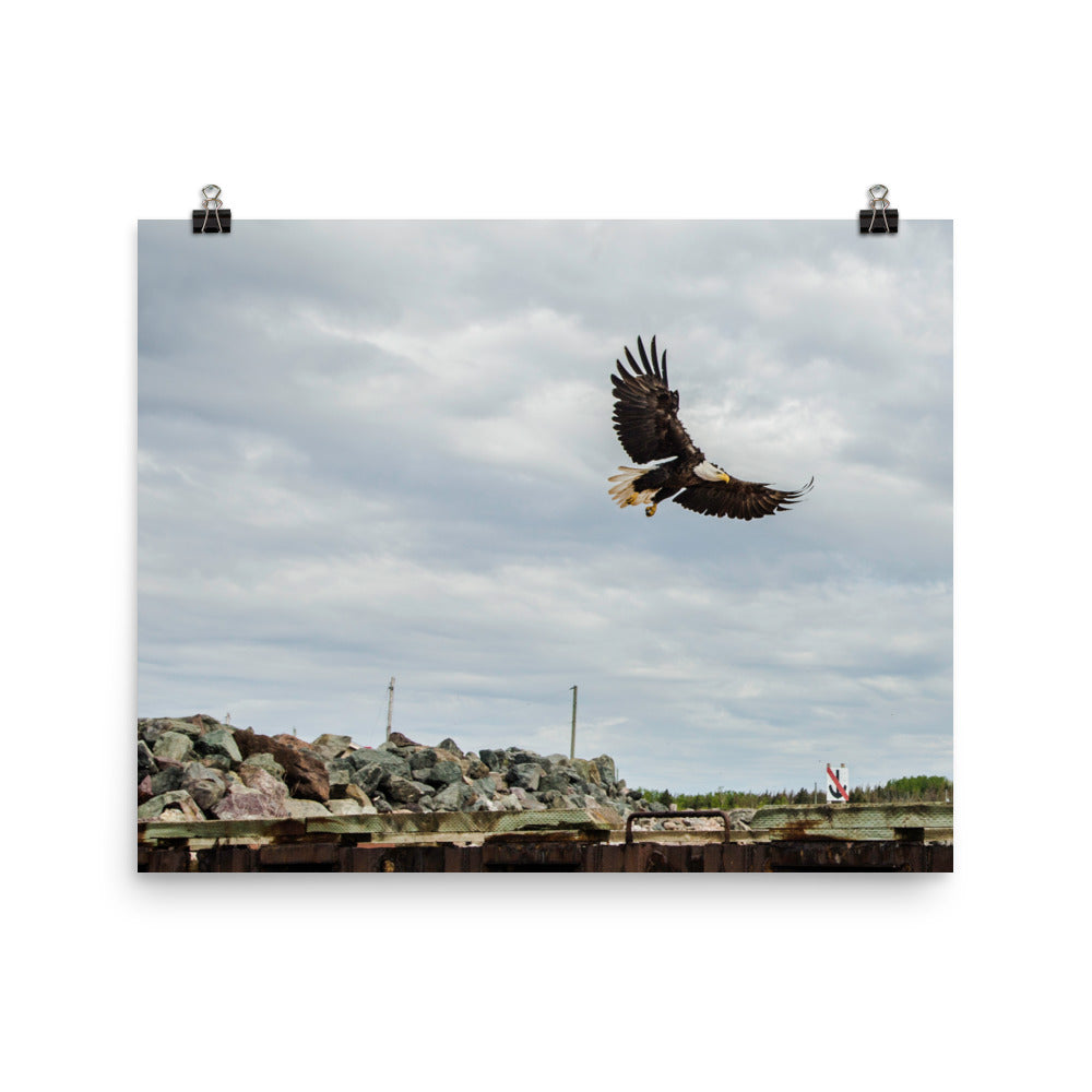 BaldEagle2