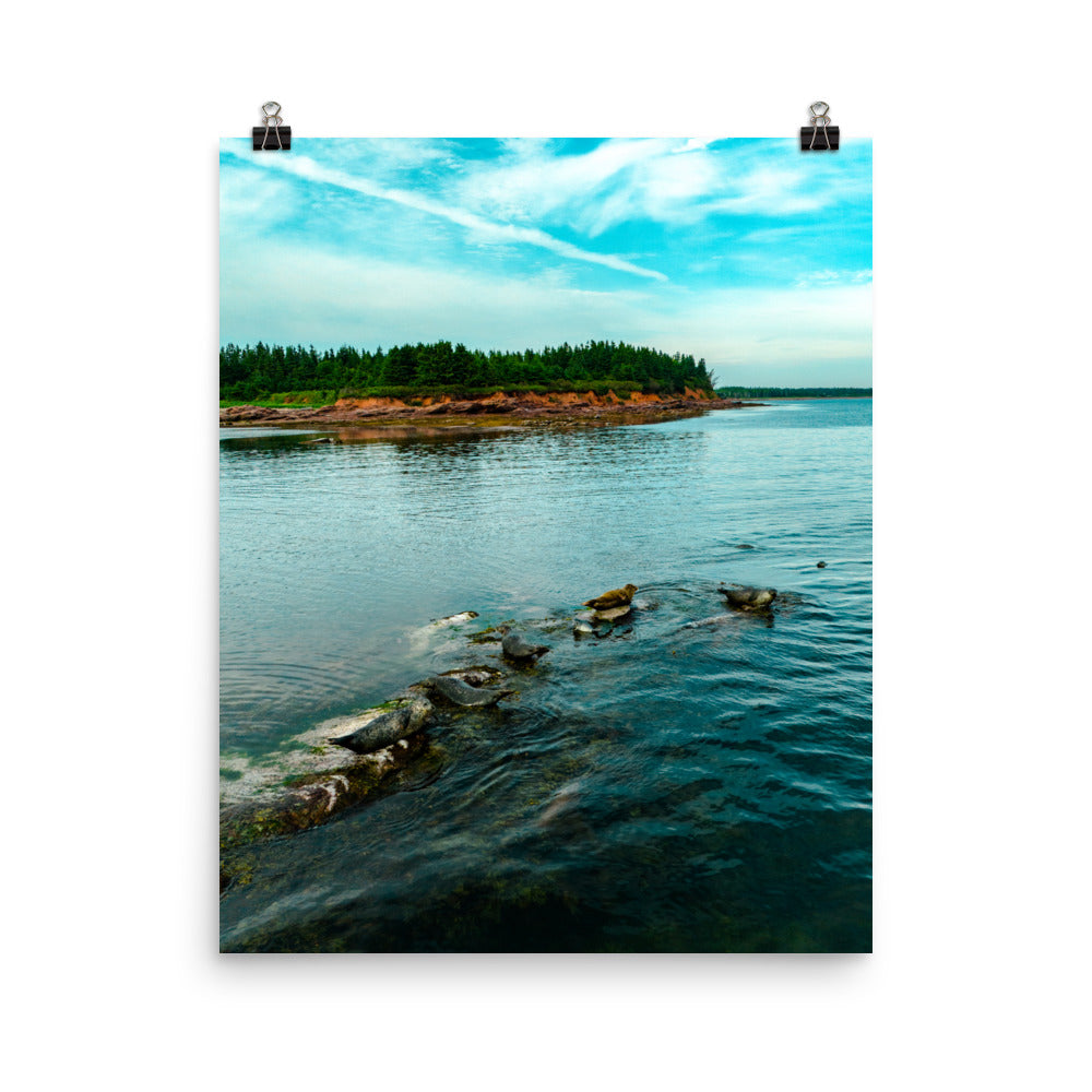 Seals 2