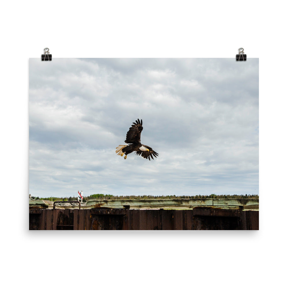 BaldEagle
