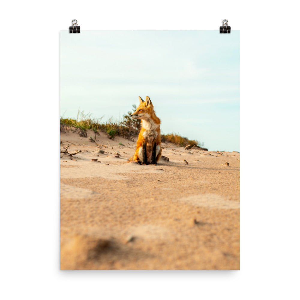 BeachFox