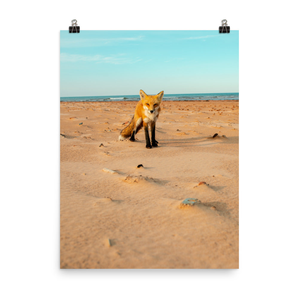 BeachFox2