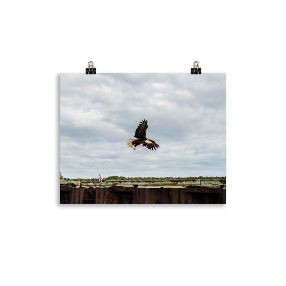 BaldEagle