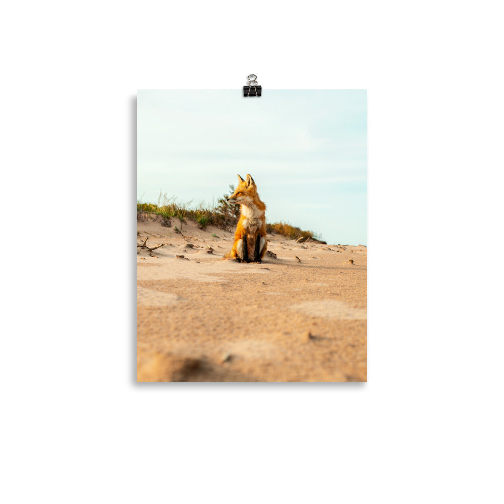 BeachFox