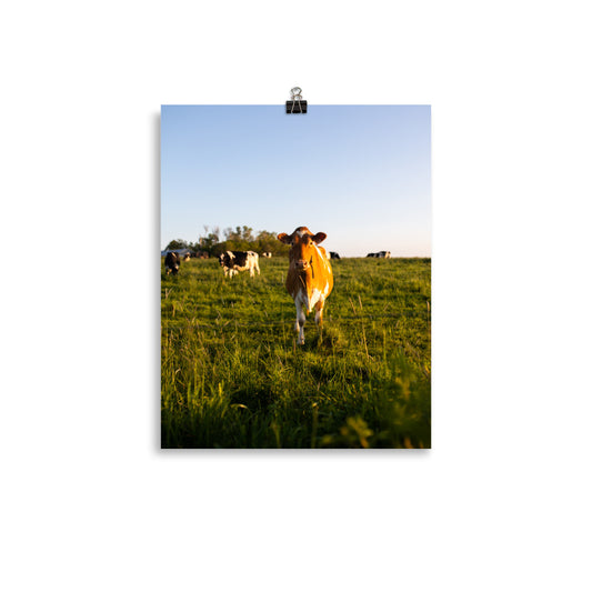 Mooo