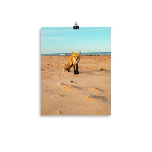BeachFox2