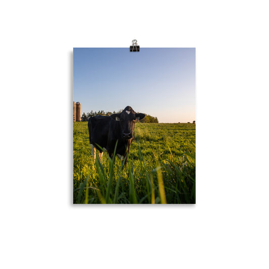 Mooo2