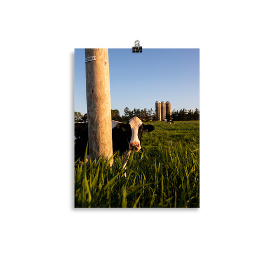 Mooo3