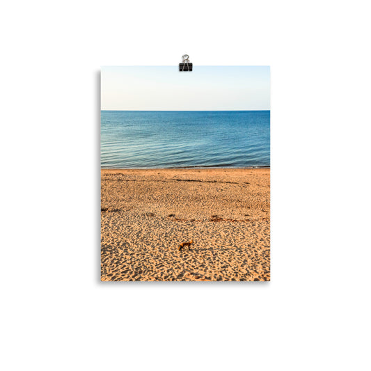 BeachFox3