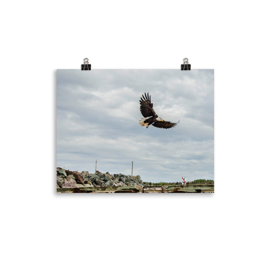 BaldEagle2