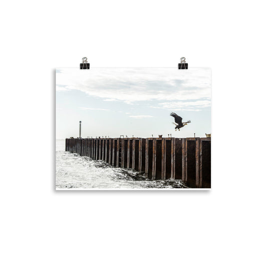BaldEagle3
