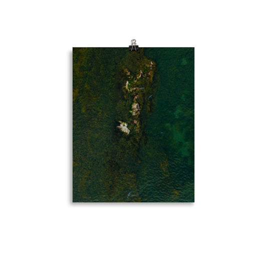Seals 5