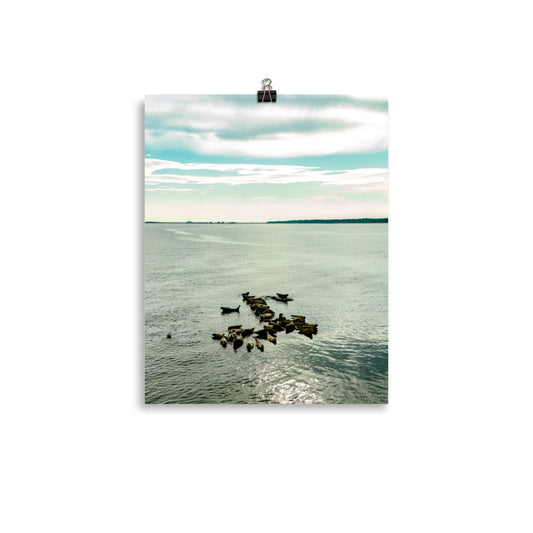 Seals 6