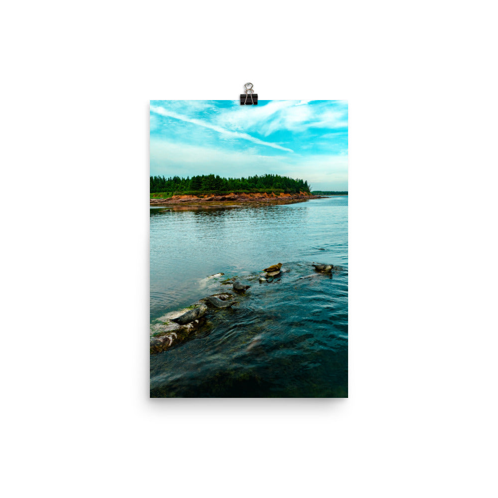 Seals 2