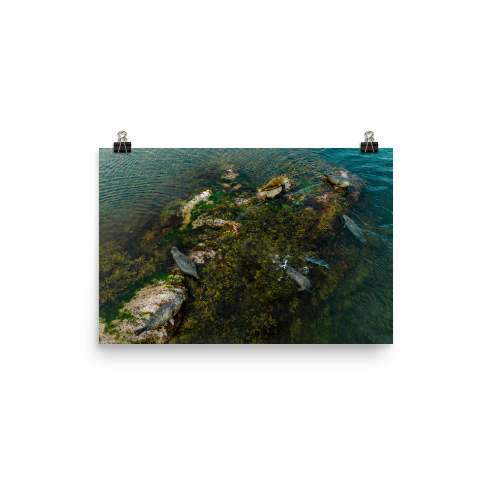 Seals 3