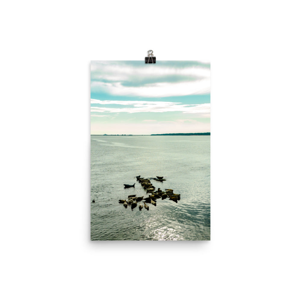 Seals 6