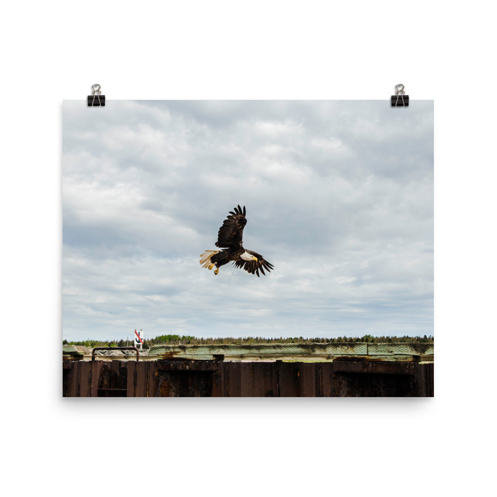 BaldEagle