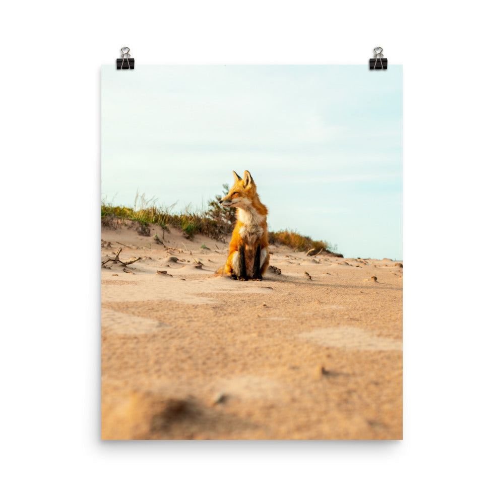 BeachFox