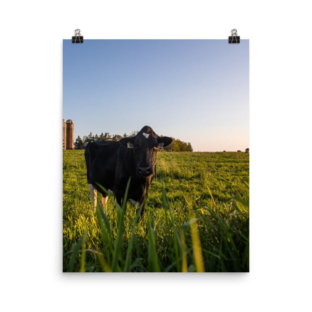 Mooo2