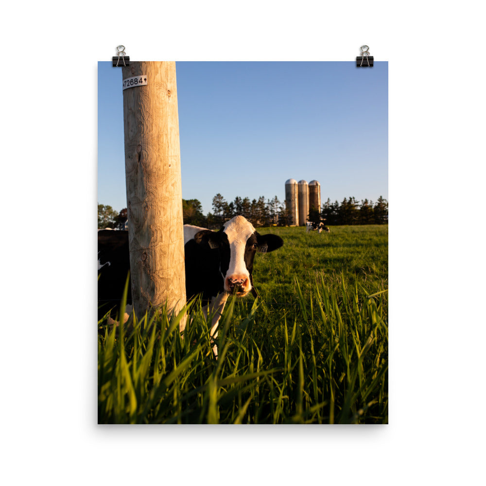 Mooo3