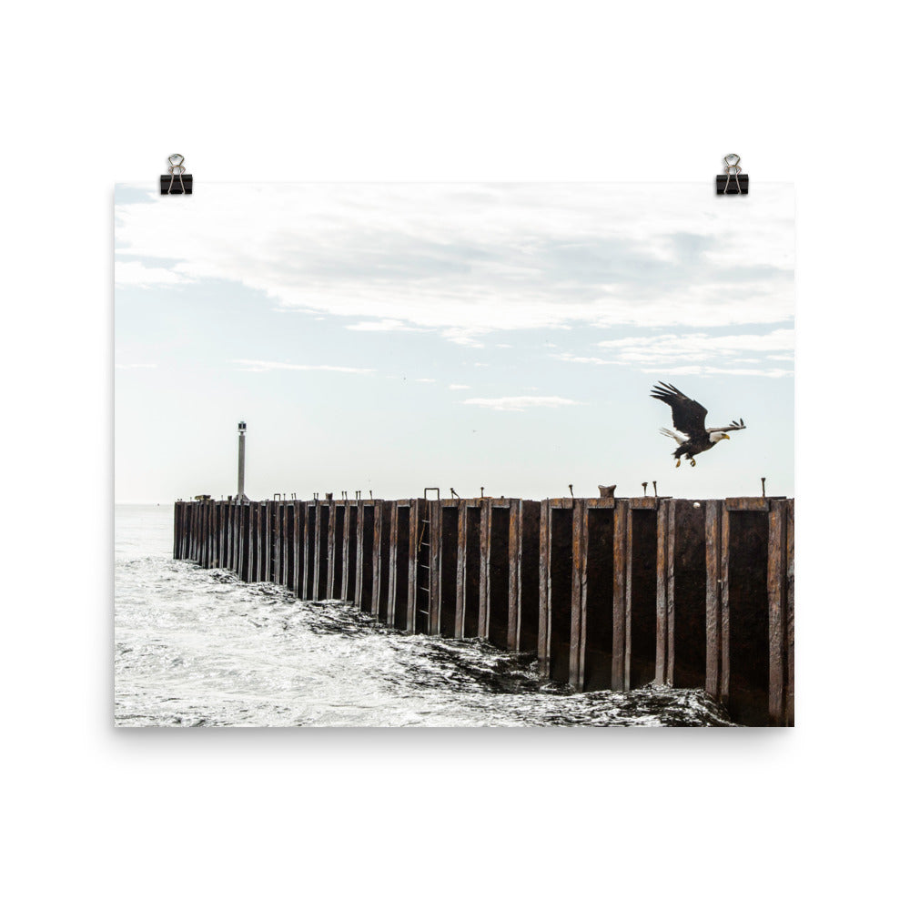 BaldEagle3