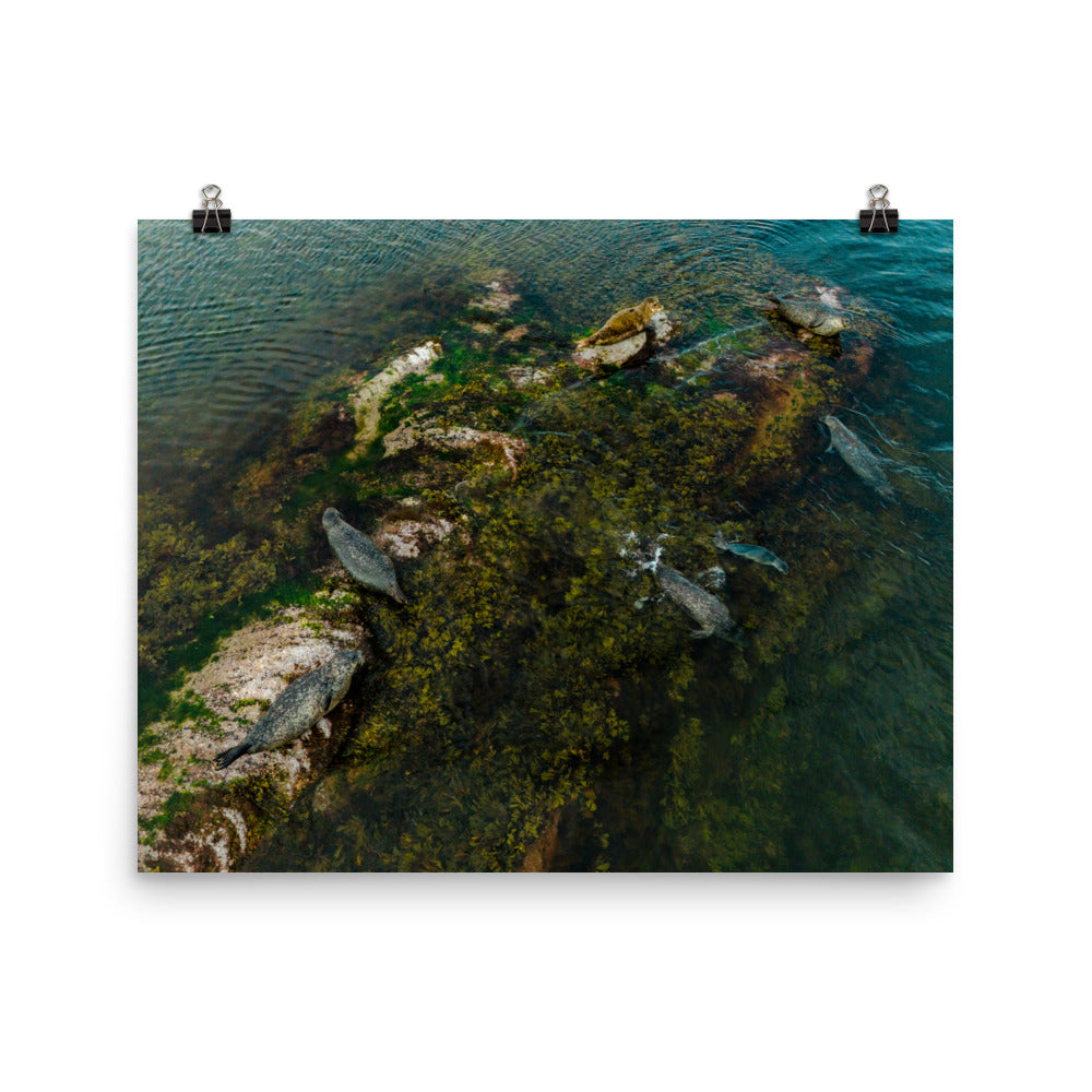 Seals 3