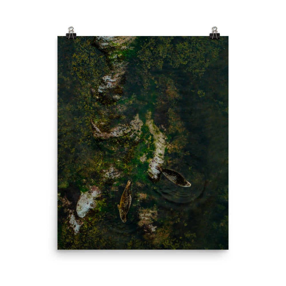 Seals 4