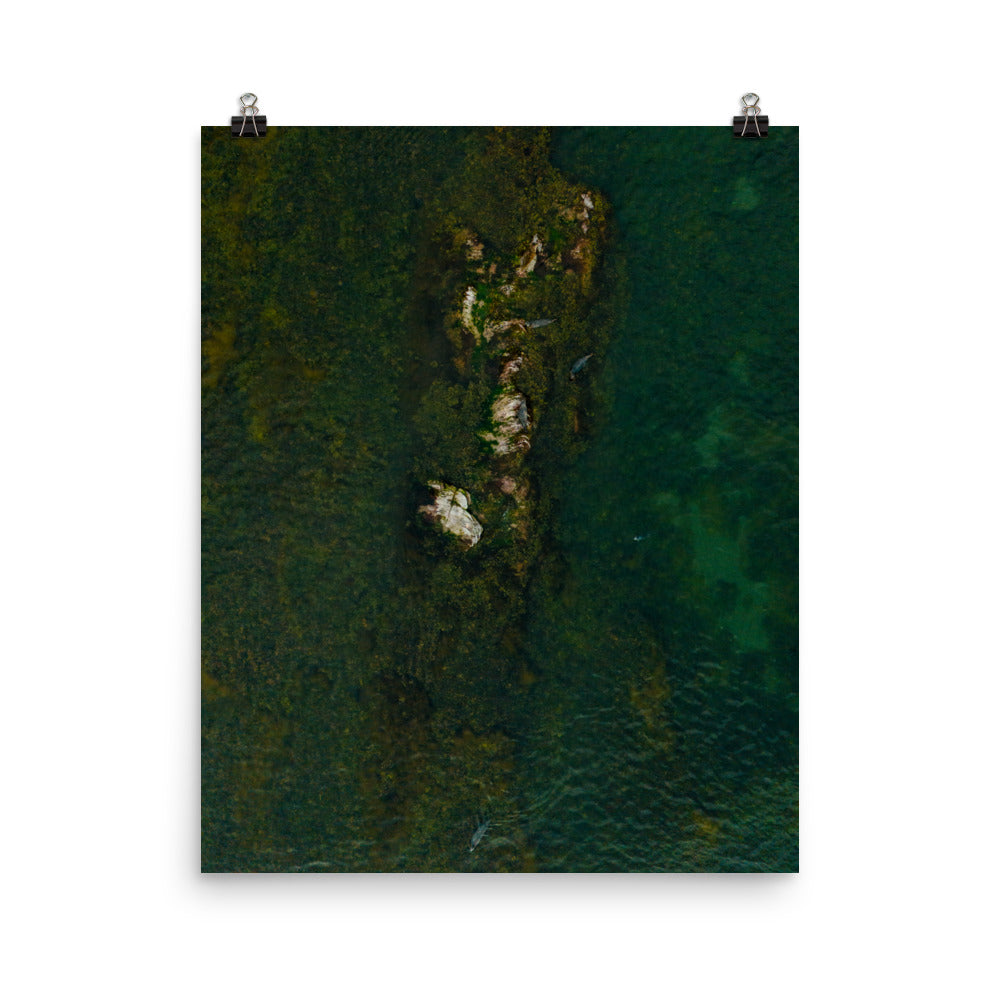 Seals 5