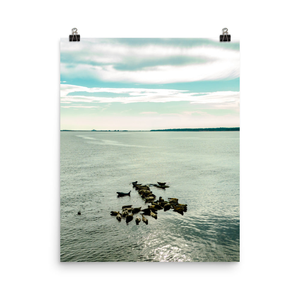 Seals 6