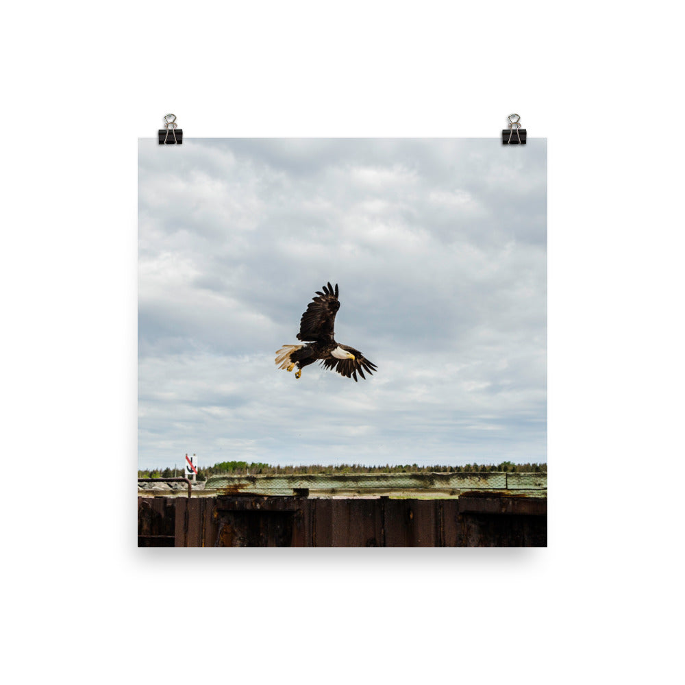 BaldEagle