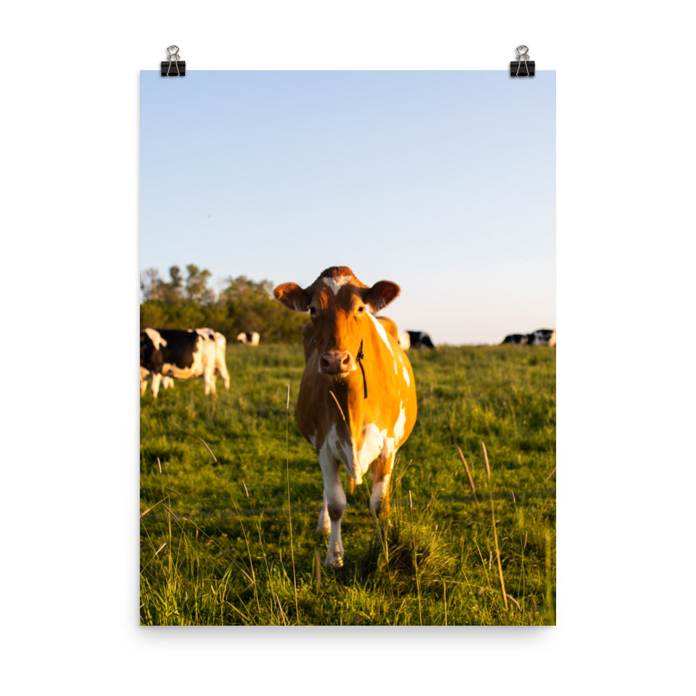 Mooo
