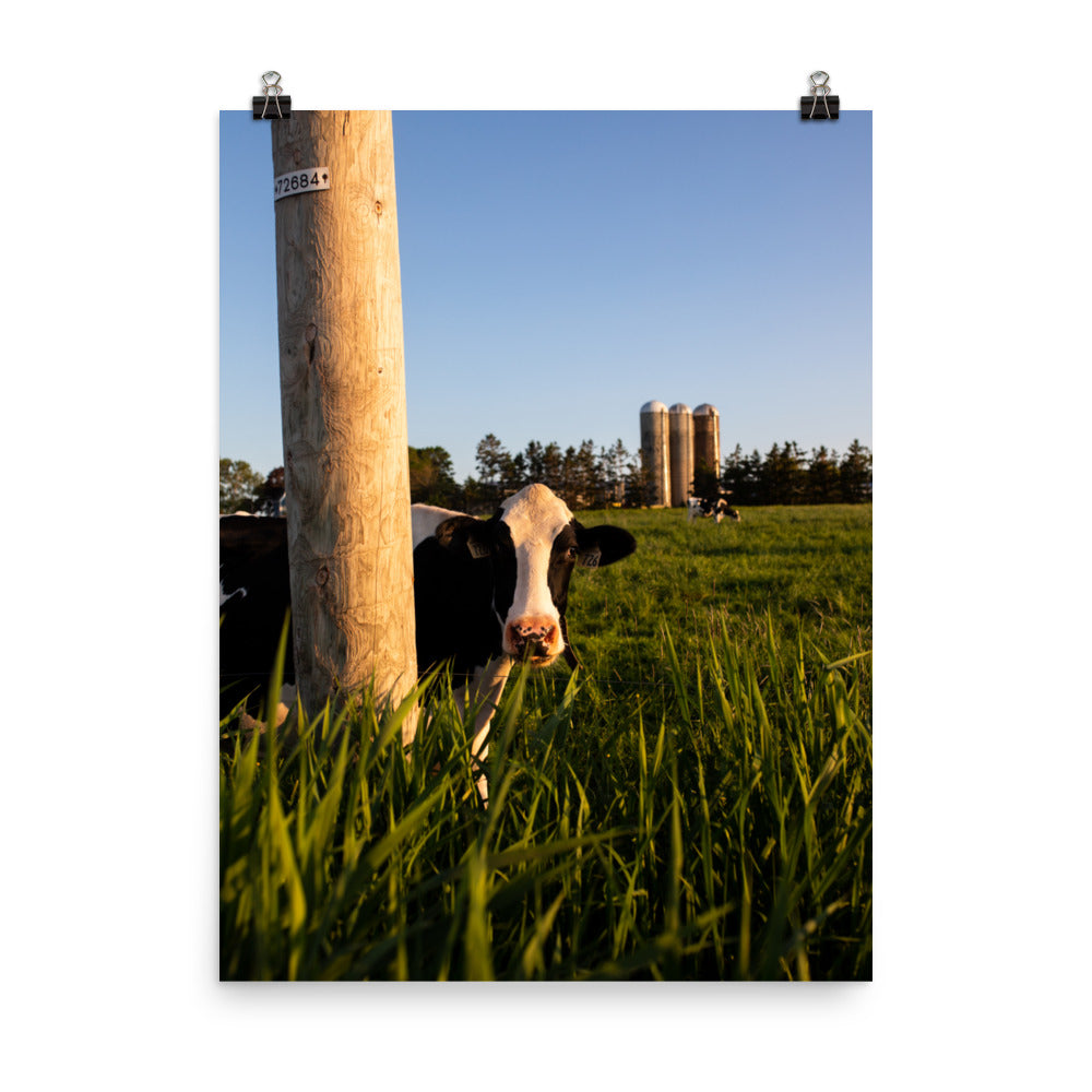 Mooo3