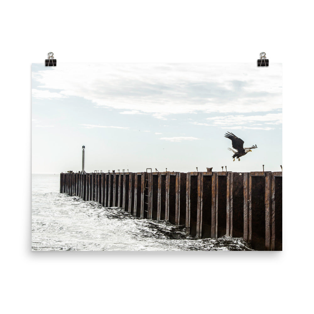 BaldEagle3
