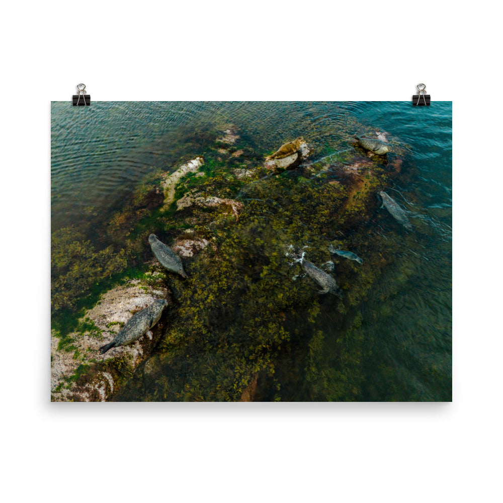 Seals 3