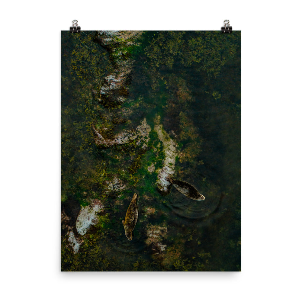 Seals 4