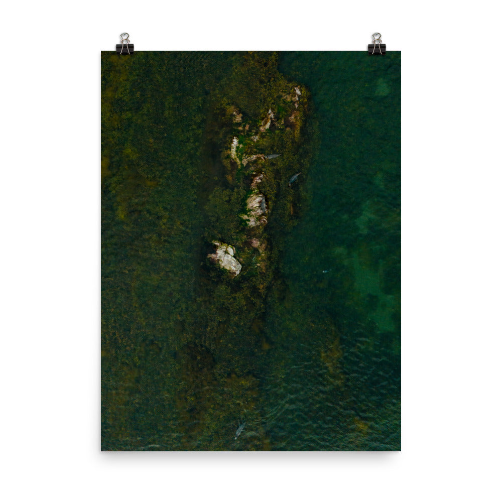 Seals 5