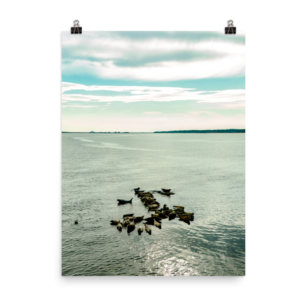 Seals 6